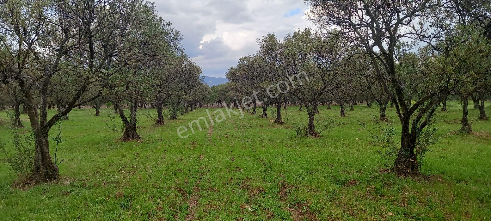 Akhisar Sakarkaya Da Köye Çok Yakın Satılık 3.700 M2 Zeytinlik 1.870.000 Tl - Görsel 2