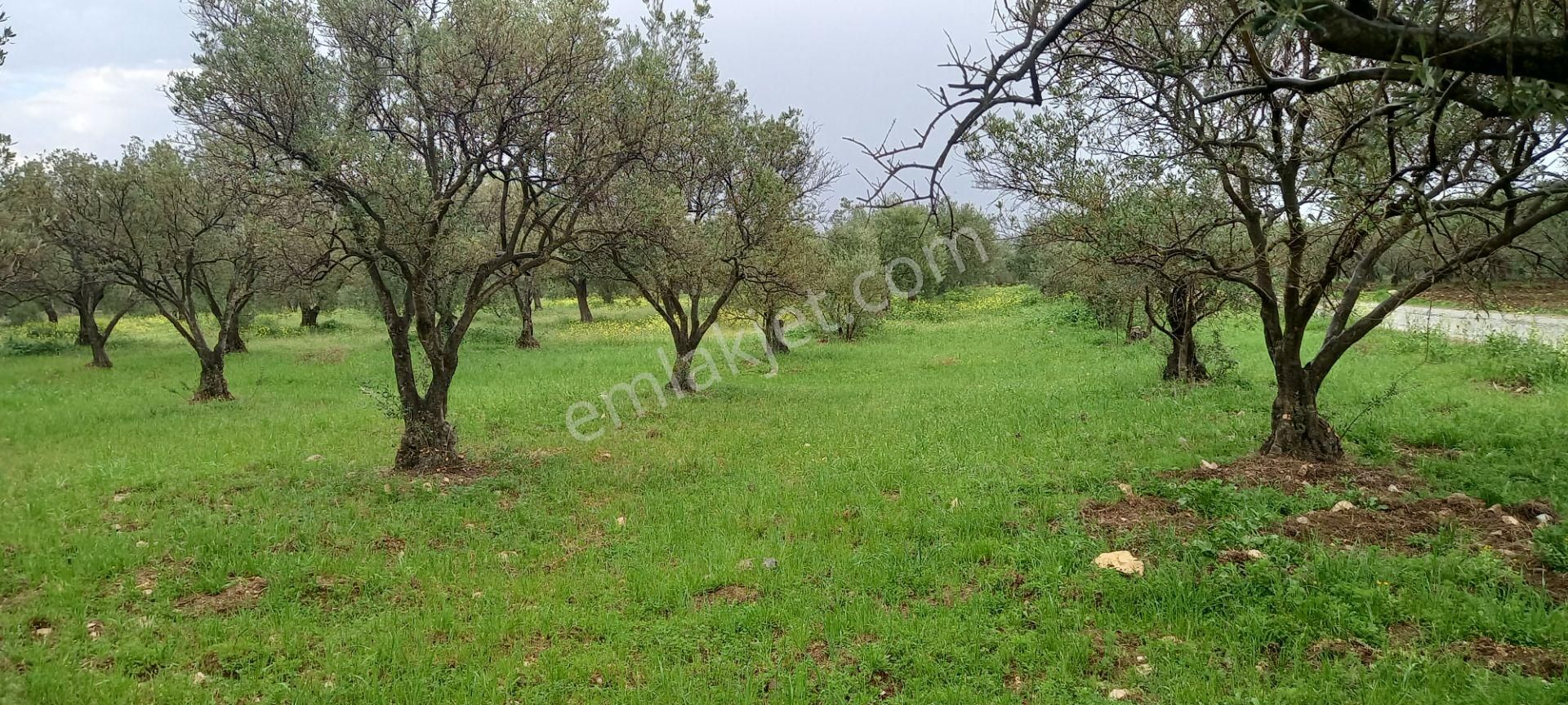 Akhisar Sakarkaya Da Köye Çok Yakın Satılık 3.700 M2 Zeytinlik 1.870.000 Tl - Görsel 7