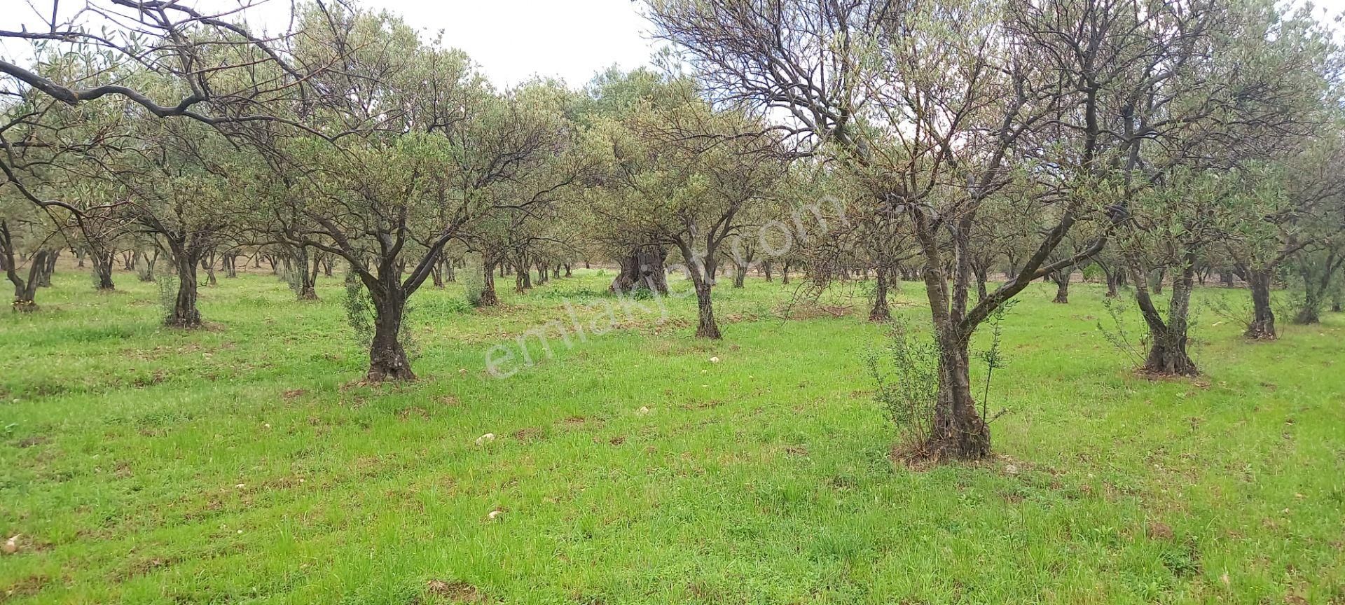 Akhisar Sakarkaya Da Köye Çok Yakın Satılık 3.700 M2 Zeytinlik 1.870.000 Tl - Görsel 3