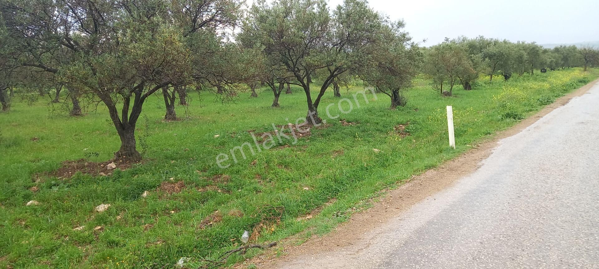 Akhisar Sakarkaya Da Köye Çok Yakın Satılık 3.700 M2 Zeytinlik 1.870.000 Tl - Görsel 8