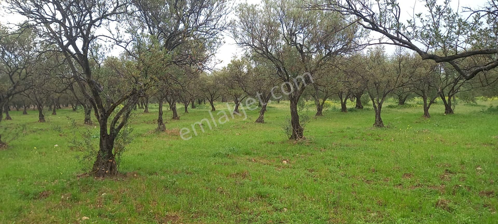Akhisar Sakarkaya Da Köye Çok Yakın Satılık 3.700 M2 Zeytinlik 1.870.000 Tl - Görsel 4