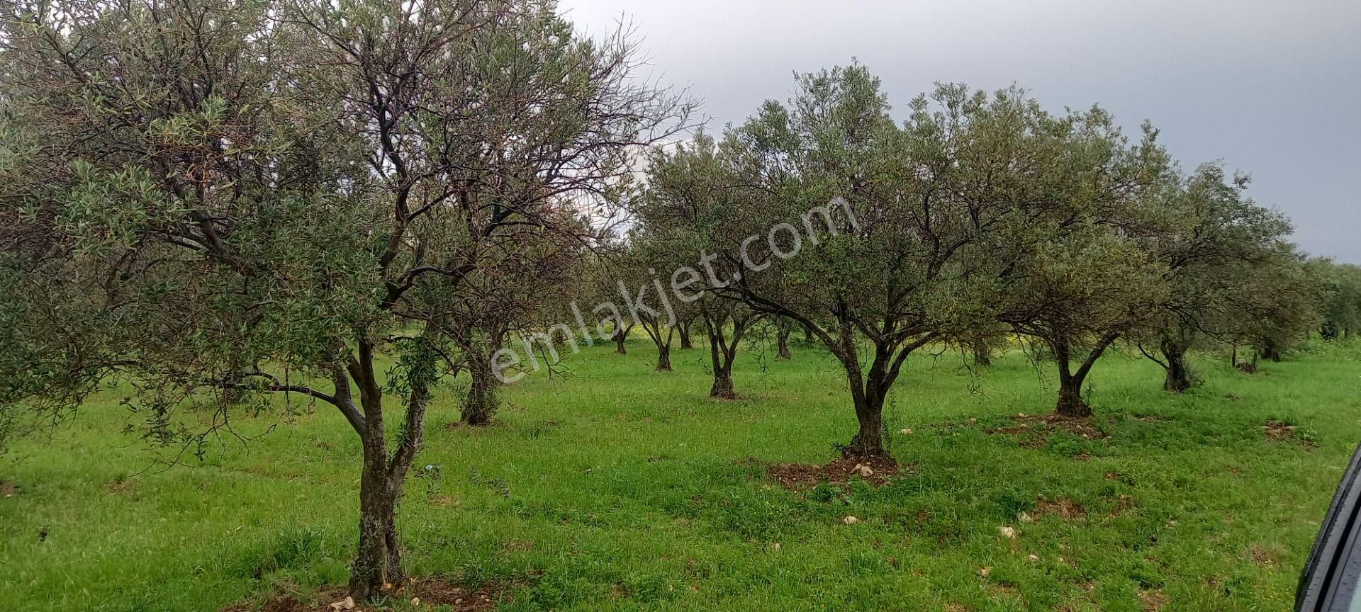 Akhisar Sakarkaya Da Köye Çok Yakın Satılık 3.700 M2 Zeytinlik 1.870.000 Tl - Görsel 10