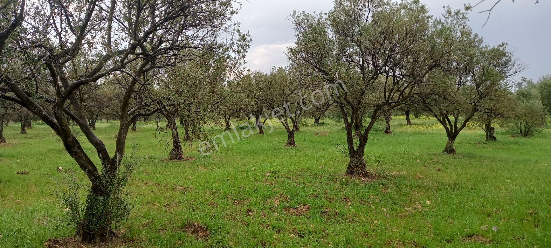 Akhisar Sakarkaya Da Köye Çok Yakın Satılık 3.700 M2 Zeytinlik 1.870.000 Tl - Görsel 6