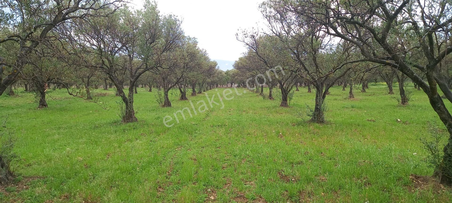Akhisar Sakarkaya Da Köye Çok Yakın Satılık 3.700 M2 Zeytinlik 1.870.000 Tl - Görsel 12
