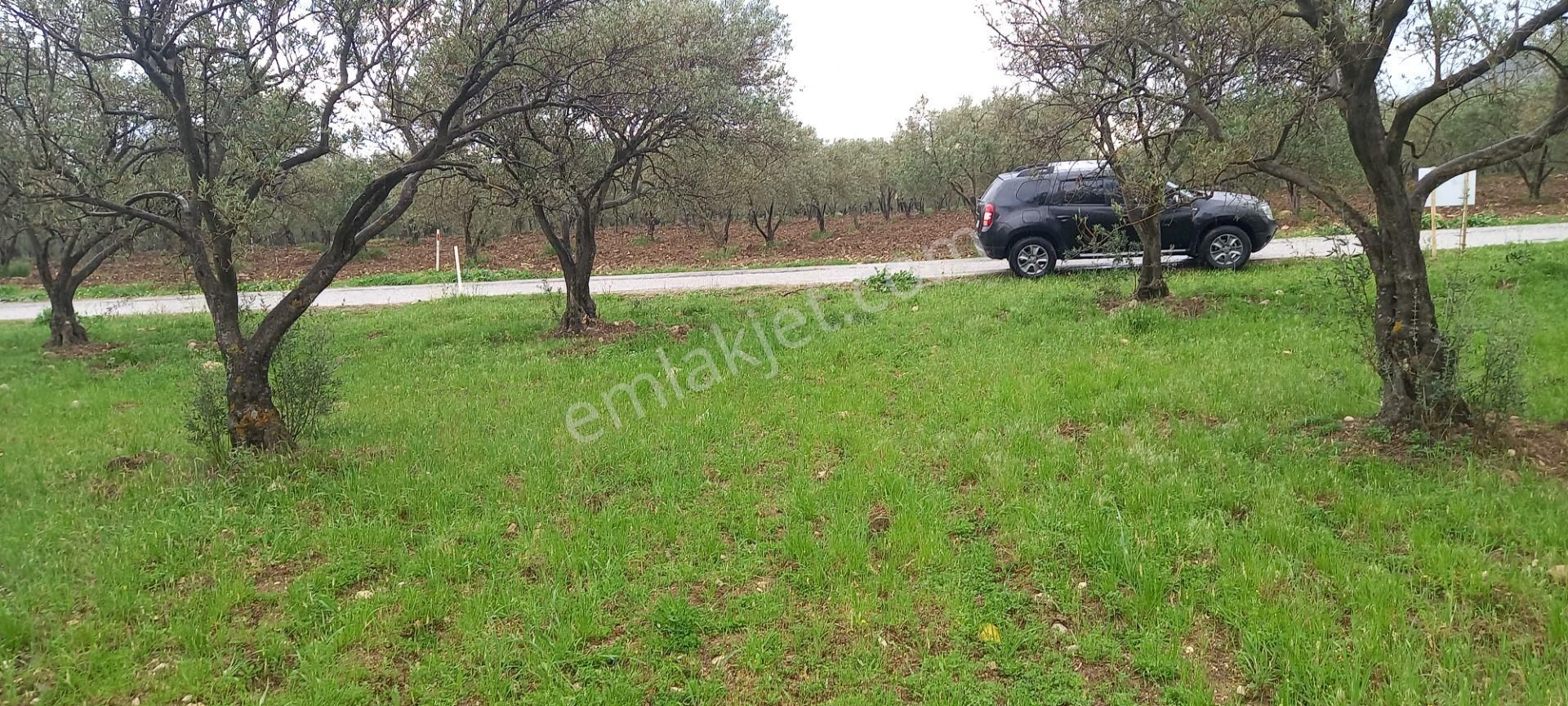 Akhisar Sakarkaya Da Köye Çok Yakın Satılık 3.700 M2 Zeytinlik 1.870.000 Tl - Görsel 5