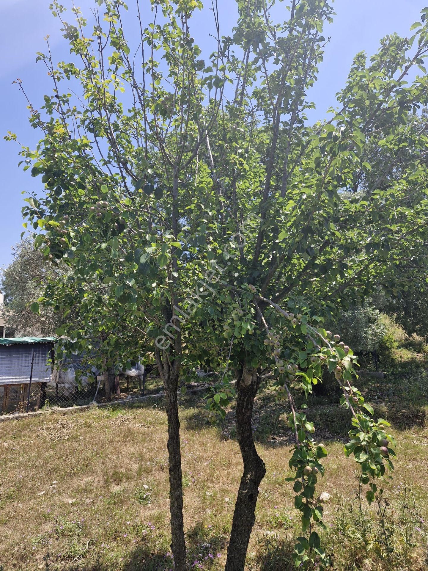 Bodrum Çamarası İmarlı Arsa - 1269 M2 - Görsel 2