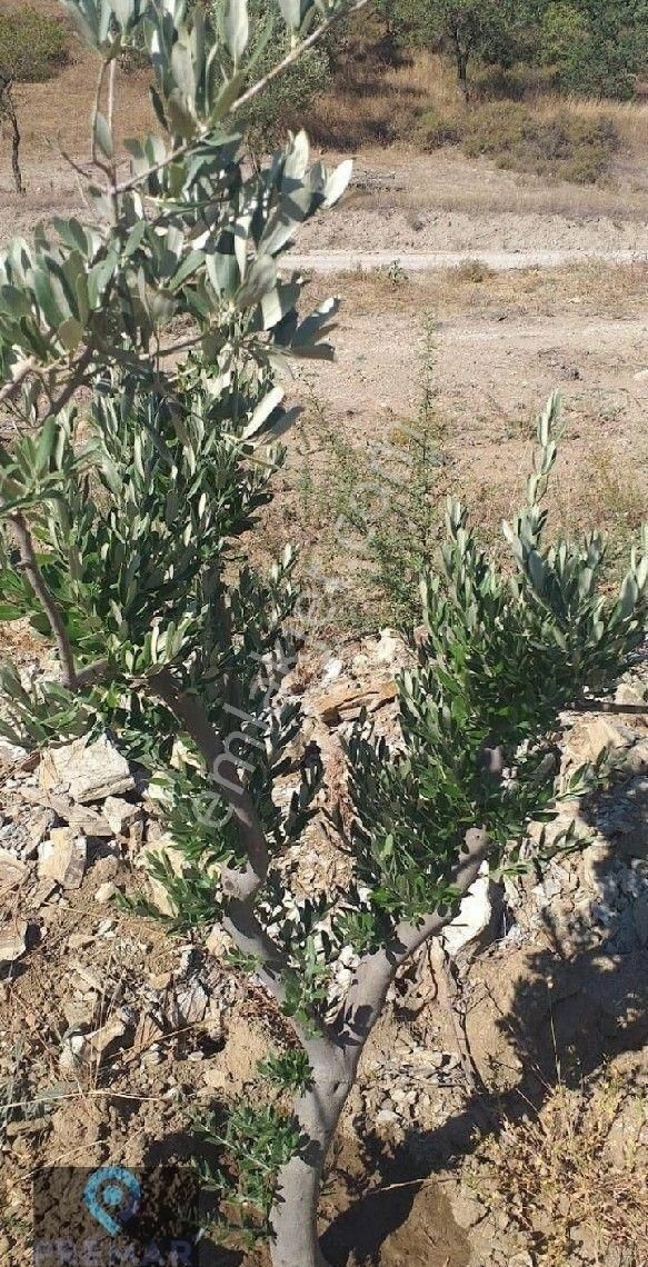 Premar Ayvada'dan Burhaniye Ağacık Köyünde Yola Cephe Zeytinlik - Görsel 9