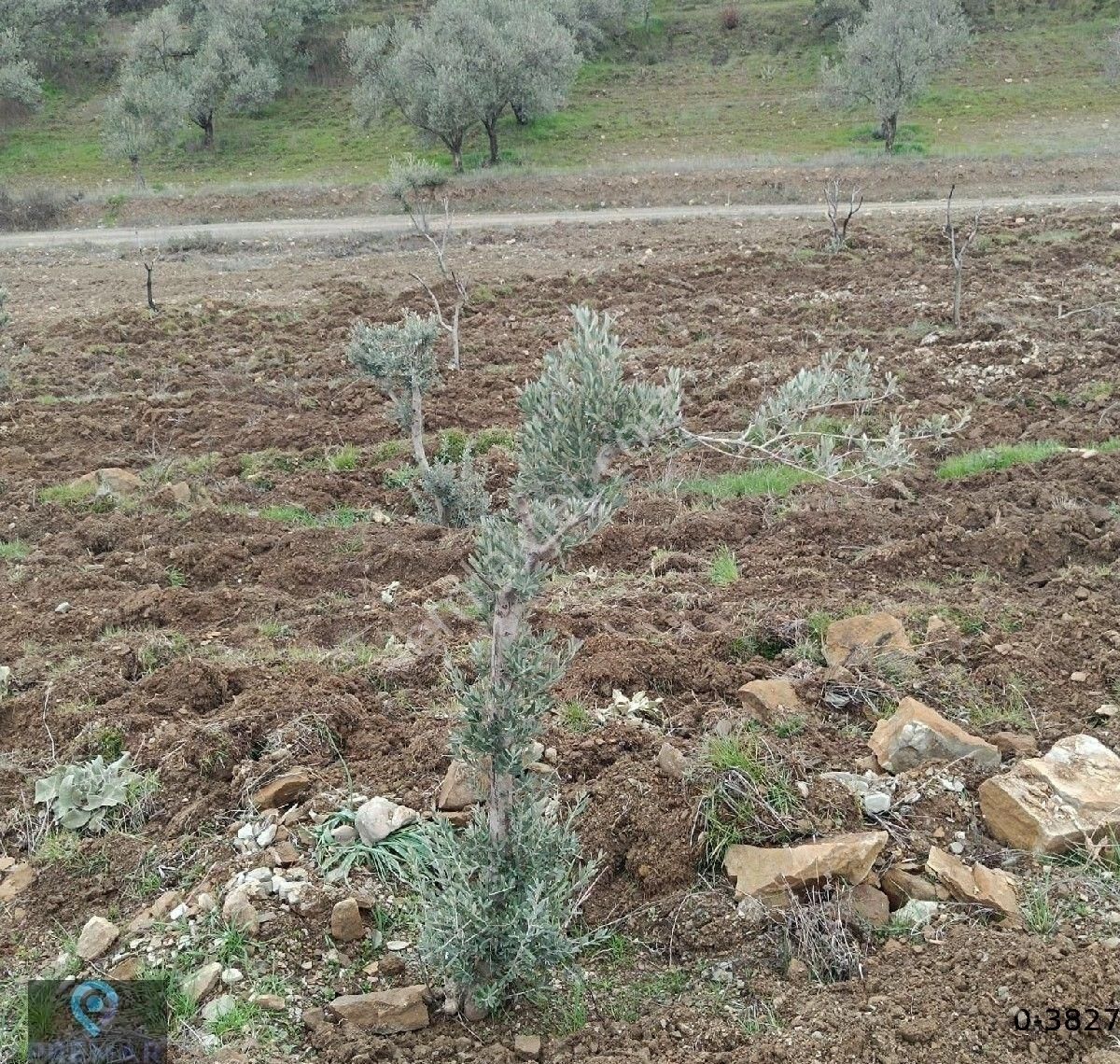 Premar Ayvada'dan Burhaniye Ağacık Köyünde Yola Cephe Zeytinlik - Görsel 12