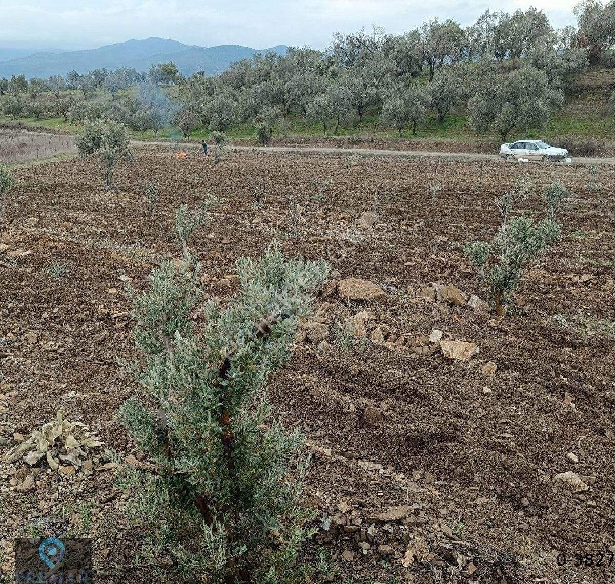 Premar Ayvada'dan Burhaniye Ağacık Köyünde Yola Cephe Zeytinlik - Görsel 11