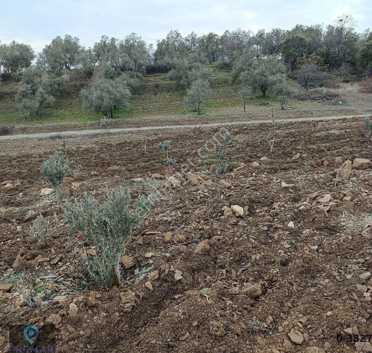 Premar Ayvada'dan Burhaniye Ağacık Köyünde Yola Cephe Zeytinlik - Görsel 14