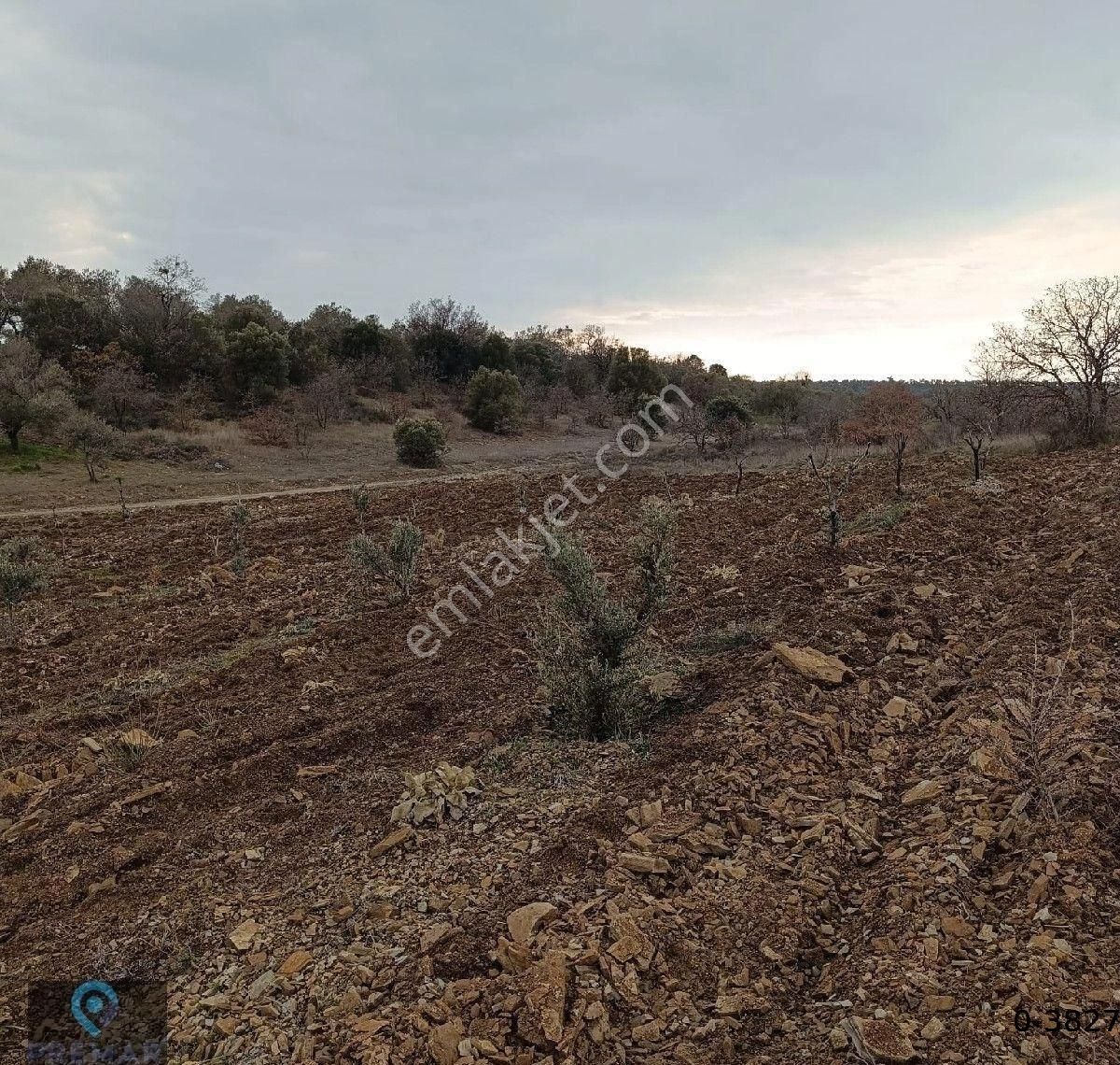 Premar Ayvada'dan Burhaniye Ağacık Köyünde Yola Cephe Zeytinlik - Görsel 15