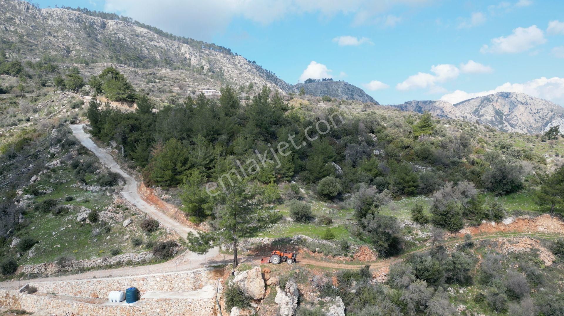 Milas Çökertme Bozalan'da Gökova Körfezi Manzaralı 4.005m² Zeytinli Tarla - Görsel 10