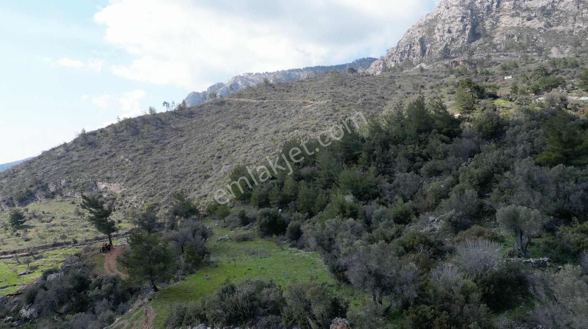 Milas Çökertme Bozalan'da Gökova Körfezi Manzaralı 4.005m² Zeytinli Tarla - Görsel 14
