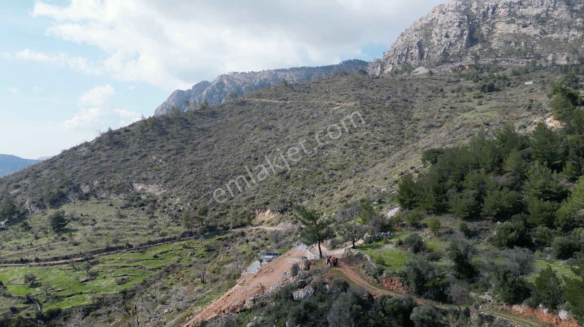 Milas Çökertme Bozalan'da Gökova Körfezi Manzaralı 4.005m² Zeytinli Tarla - Görsel 15