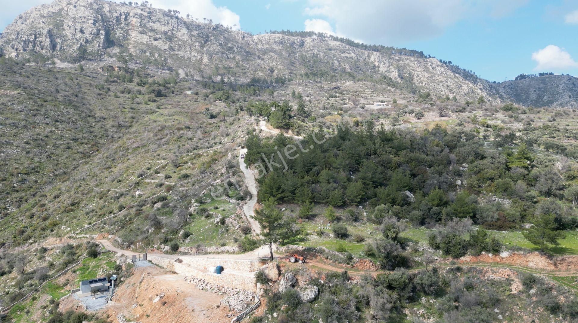 Milas Çökertme Bozalan'da Gökova Körfezi Manzaralı 4.005m² Zeytinli Tarla - Görsel 16