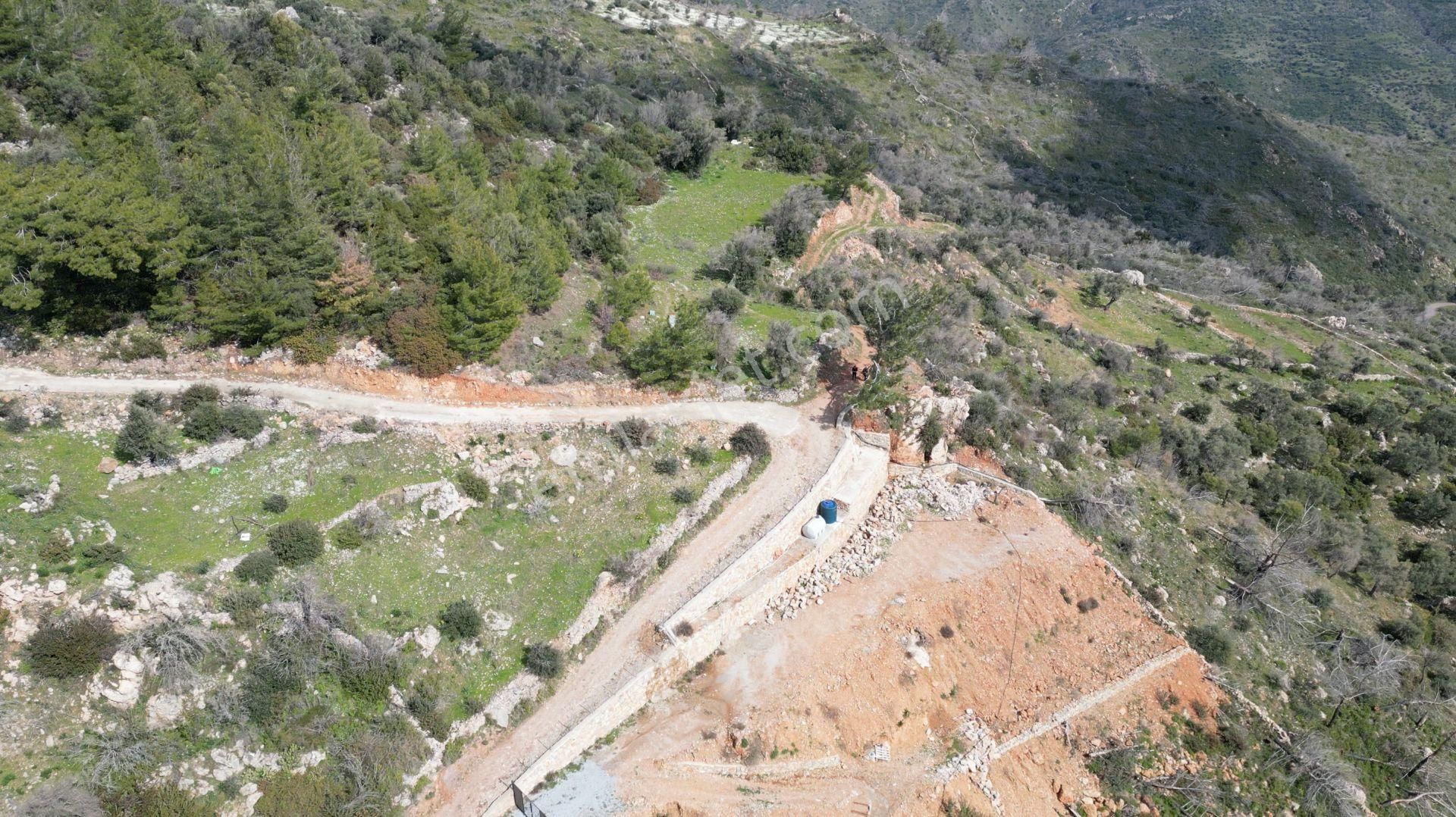 Milas Çökertme Bozalan'da Gökova Körfezi Manzaralı 4.005m² Zeytinli Tarla - Görsel 12