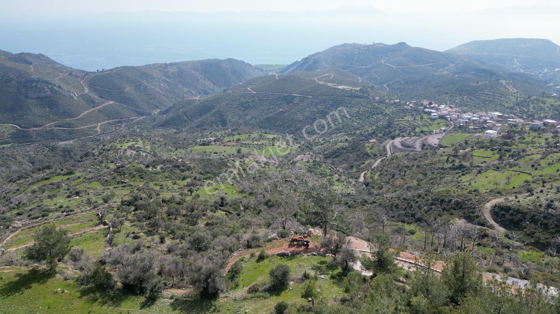 Milas Çökertme Bozalan'da Gökova Körfezi Manzaralı 4.005m² Zeytinli Tarla - Görsel 9