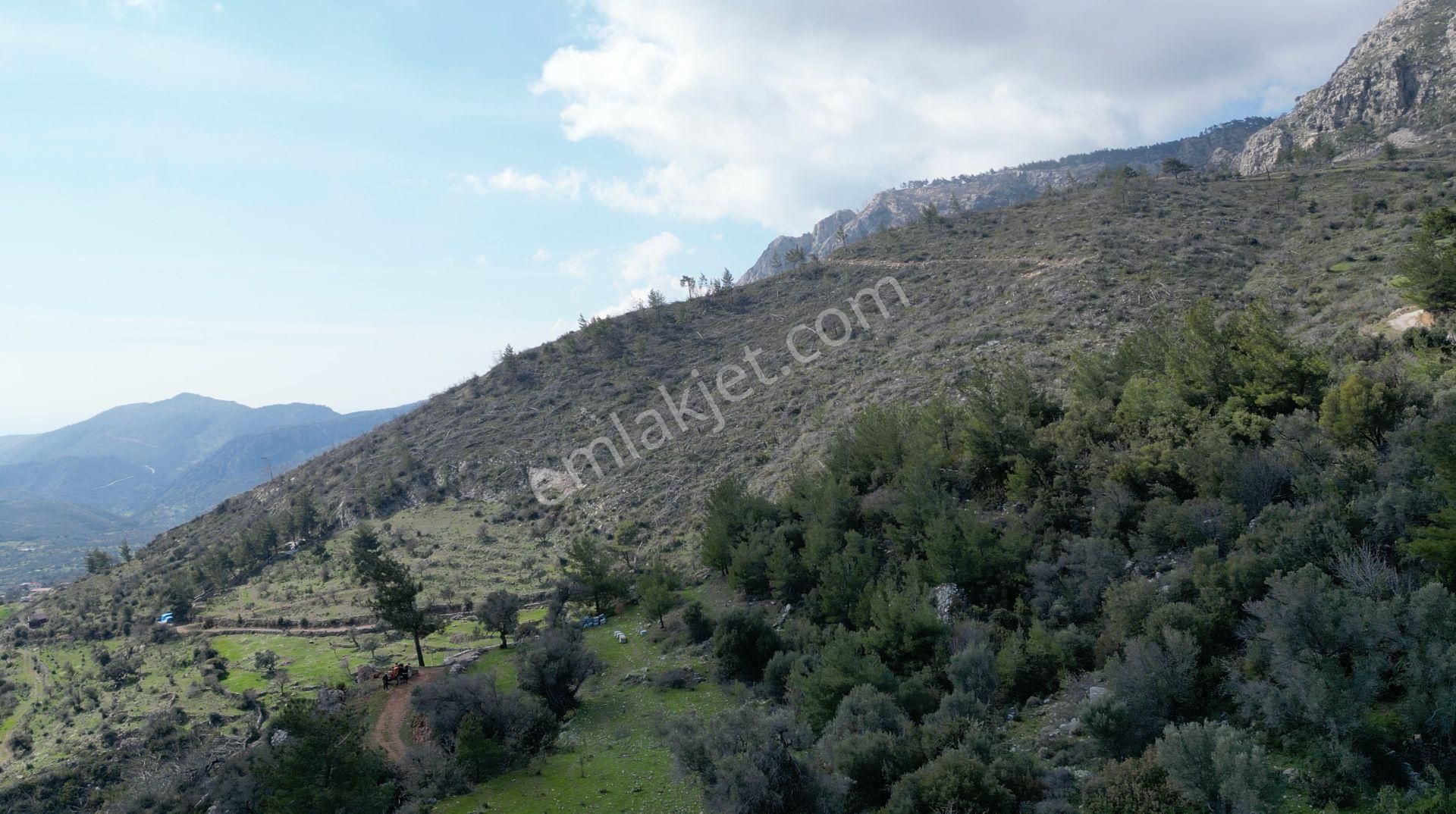 Milas Çökertme Bozalan'da Gökova Körfezi Manzaralı 4.005m² Zeytinli Tarla - Görsel 17