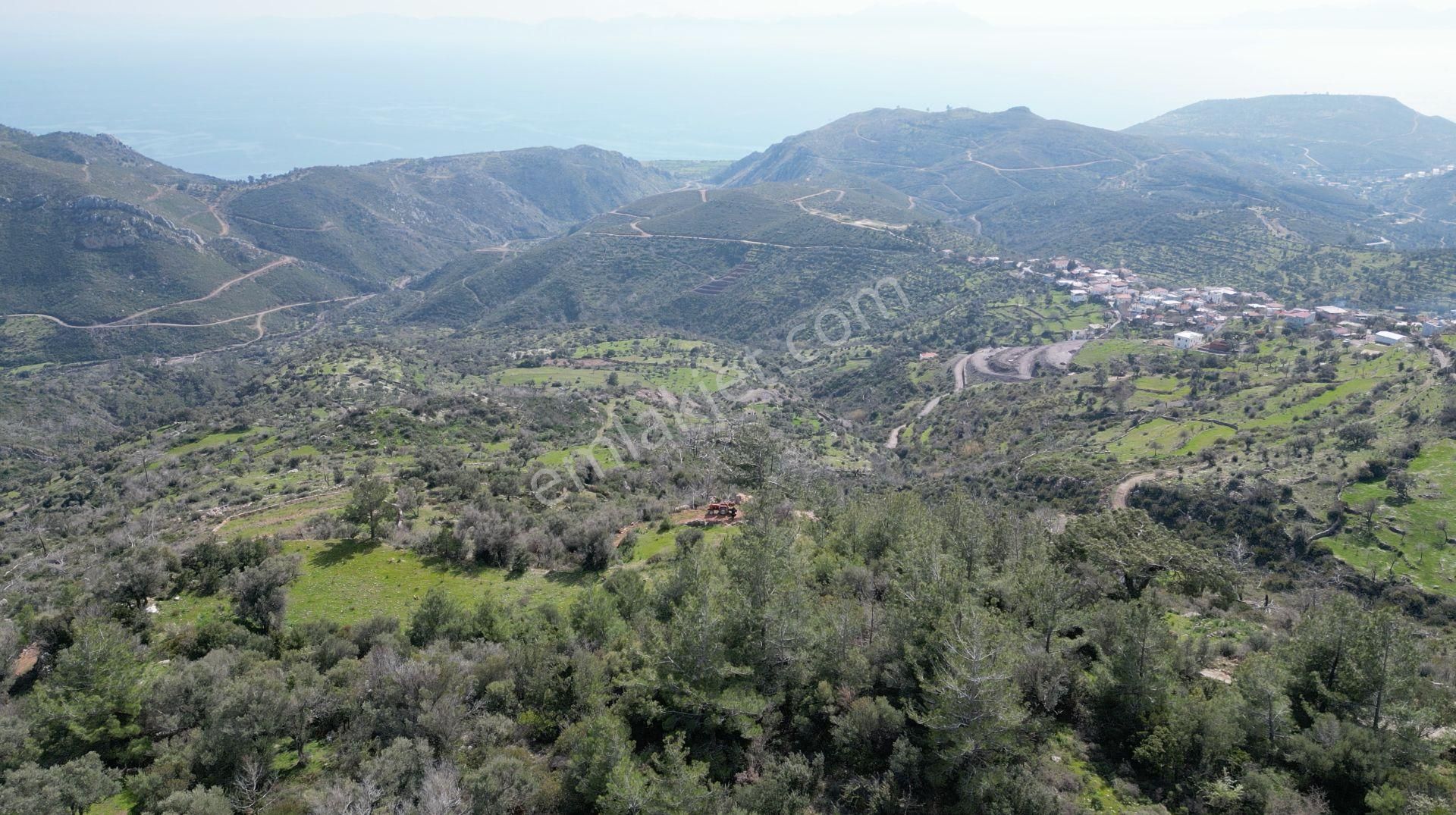 Milas Çökertme Bozalan'da Gökova Körfezi Manzaralı 4.005m² Zeytinli Tarla - Görsel 13