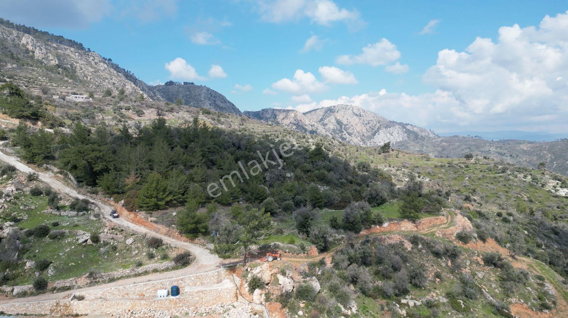 Milas Çökertme Bozalan'da Gökova Körfezi Manzaralı 4.005m² Zeytinli Tarla - Görsel 18