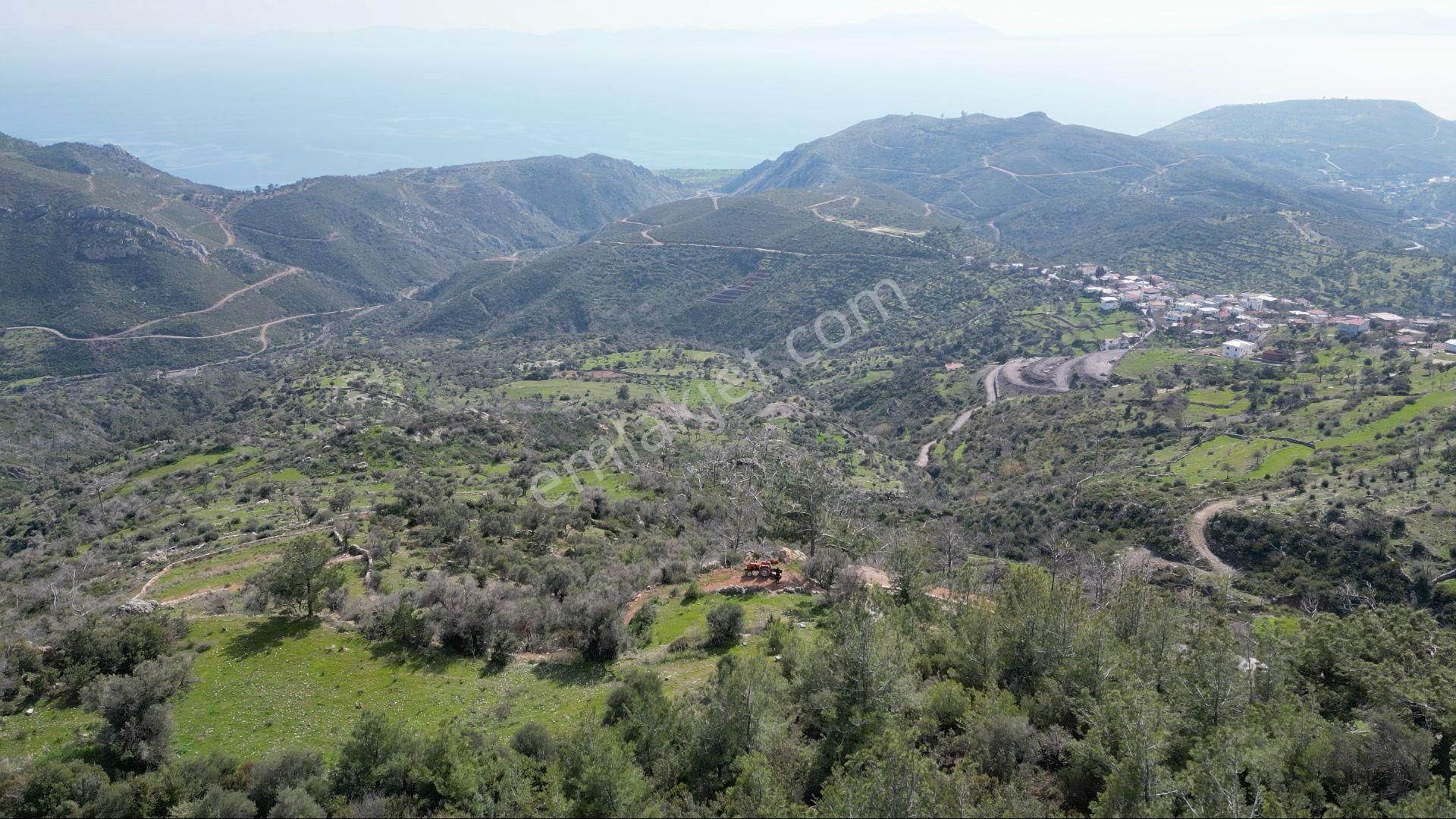 Milas Çökertme Bozalan'da Gökova Körfezi Manzaralı 4.005m² Zeytinli Tarla - Görsel 22