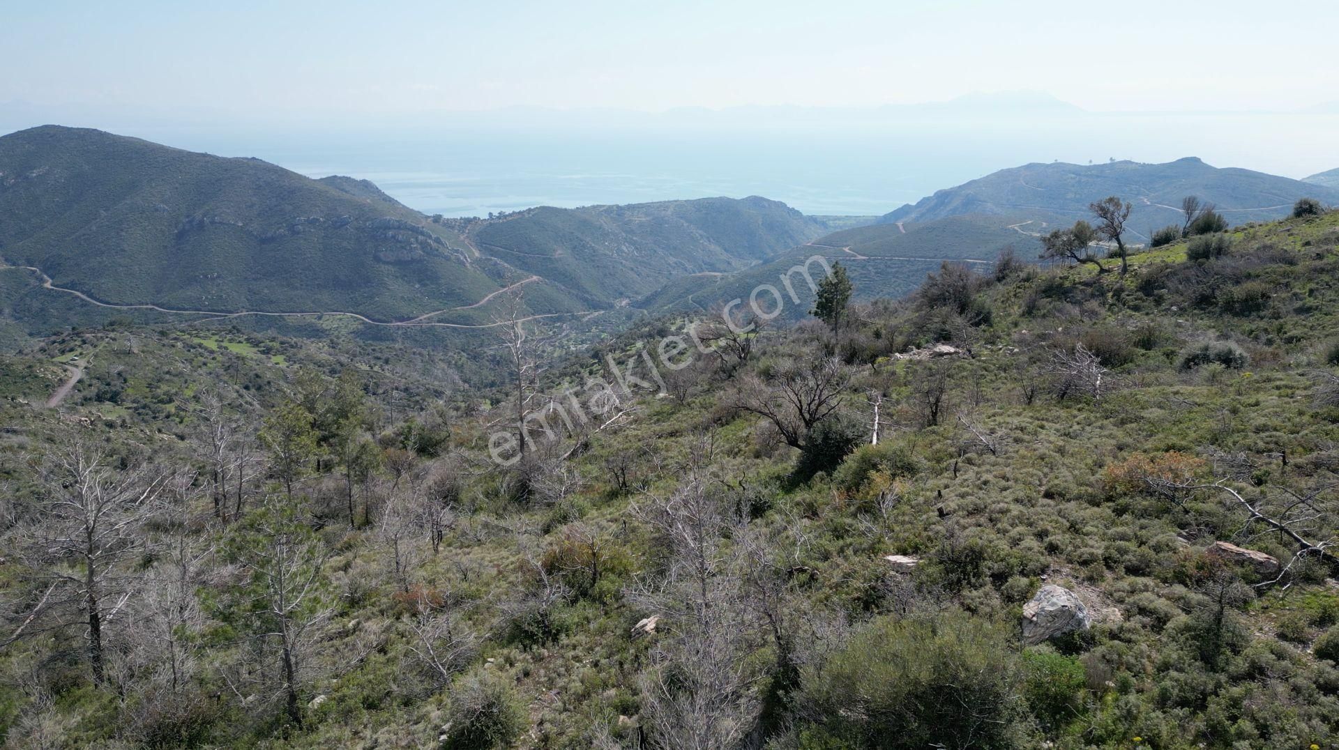 Milas Çökertme Bozalan'da Gökova Körfezi Manzaralı 11.713m² Zeytinli Tarla - Görsel 11