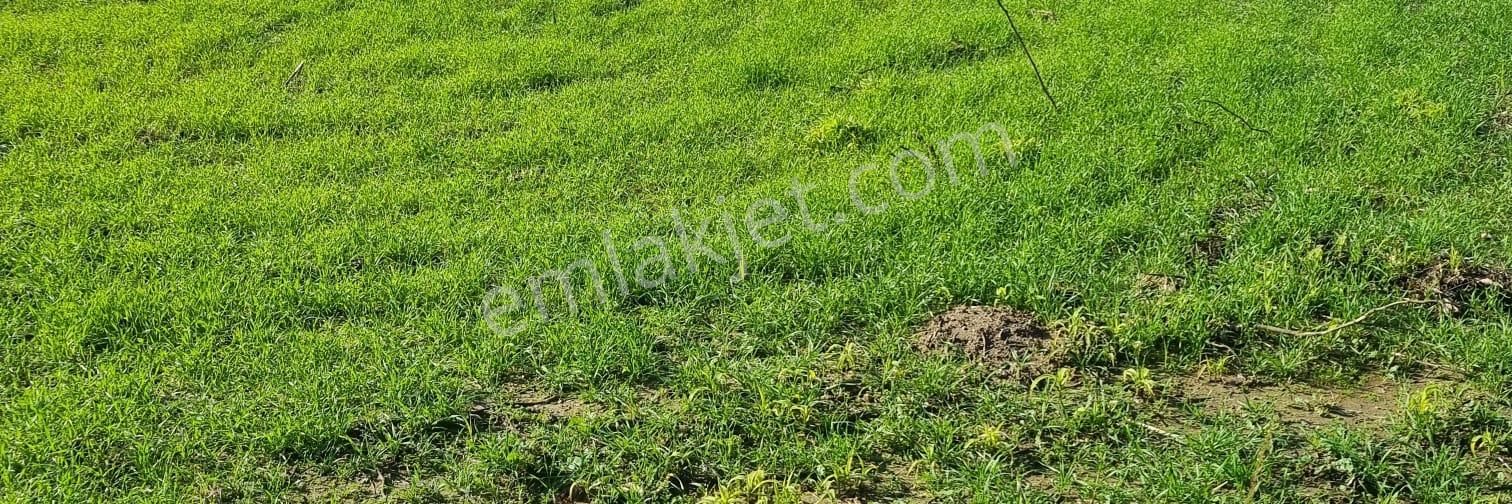 Aydın Ortaklar'da Köy İçi Tektapu Satılık - Görsel 4