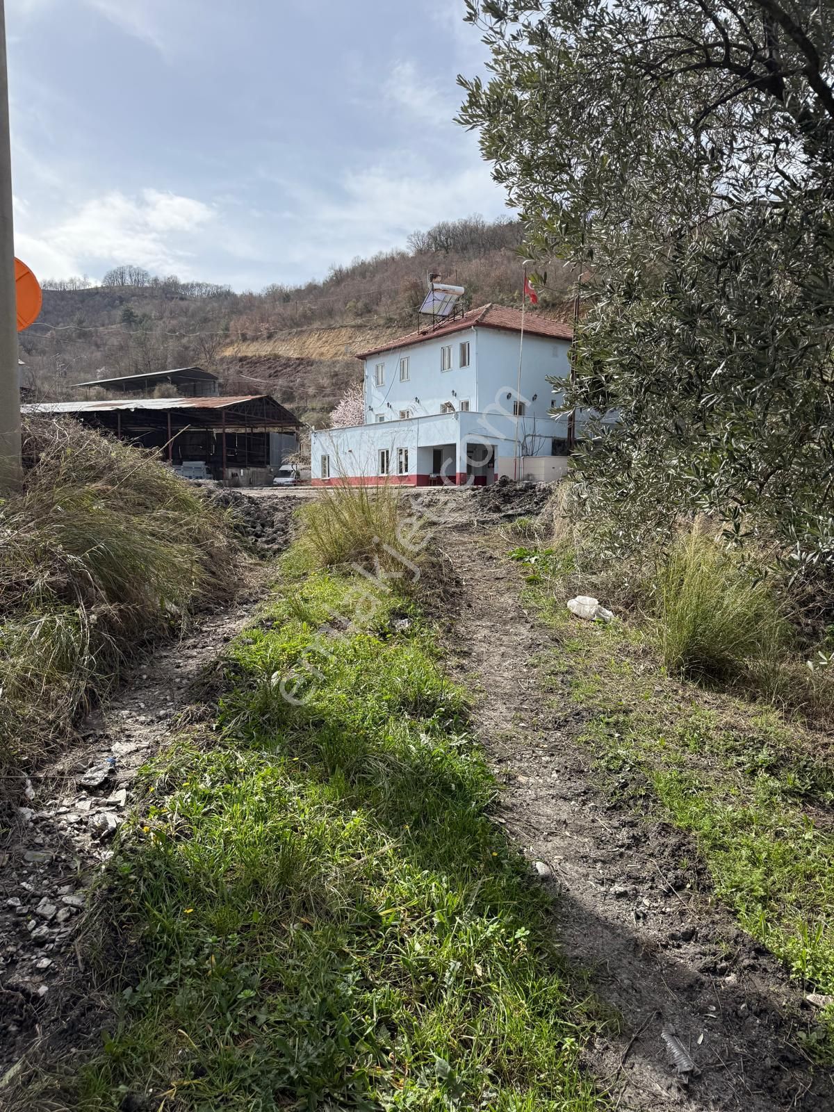 Asfalt Yola Cephe 10500m2 Muazzam Konumda Zeytin Tarlası - Görsel 4