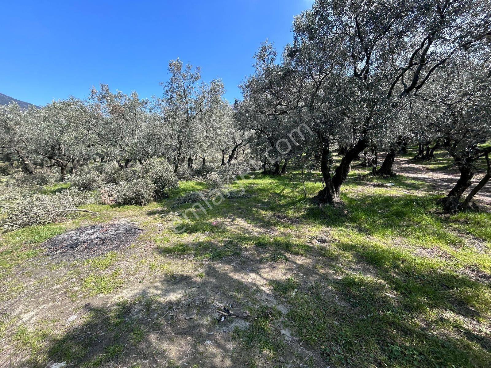 🟨⬛lıon Emlak'tan Erdek Ocaklar'da Yatırımlık Deniz Manzaralı 12.786m² Satılık Zeytinlik⬛🟨 - Görsel 21