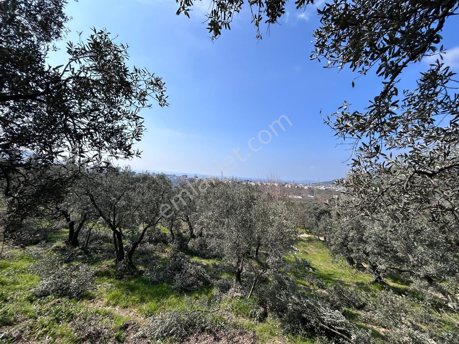 🟨⬛lıon Emlak'tan Erdek Ocaklar'da Yatırımlık Deniz Manzaralı 12.786m² Satılık Zeytinlik⬛🟨 - Görsel 18
