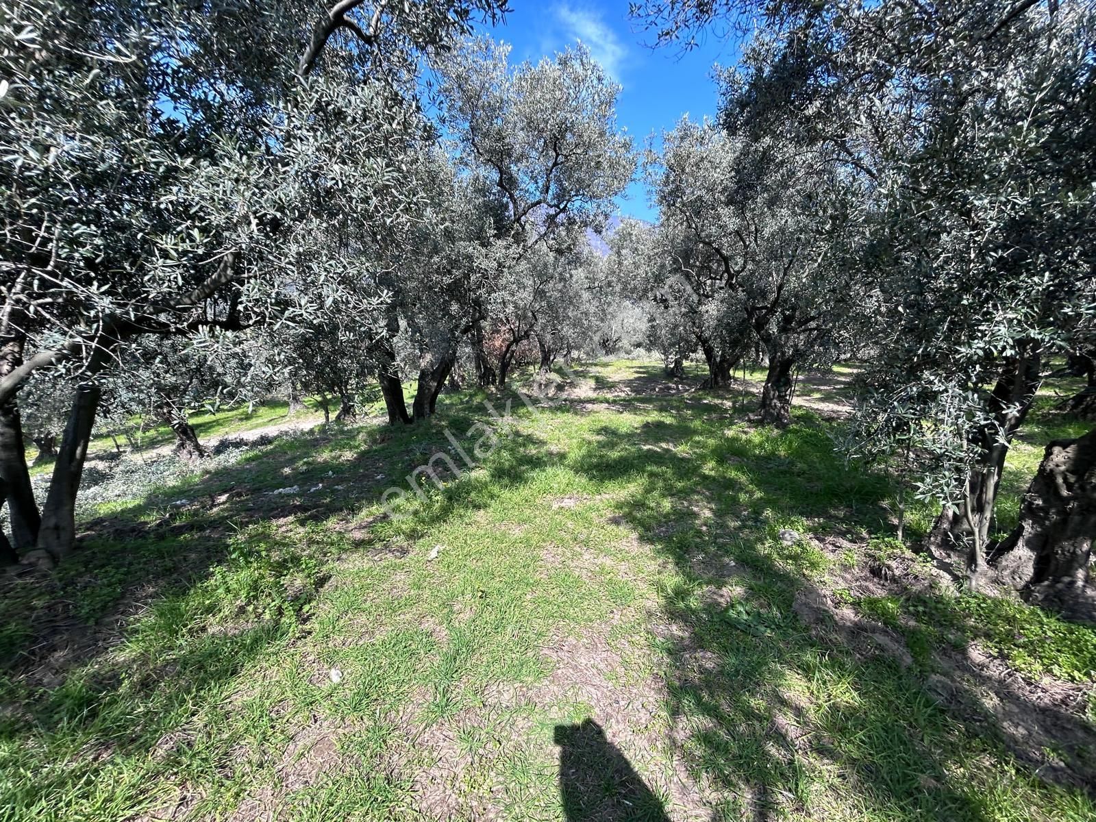 🟨⬛lıon Emlak'tan Erdek Ocaklar'da Yatırımlık Deniz Manzaralı 12.786m² Satılık Zeytinlik⬛🟨 - Görsel 4