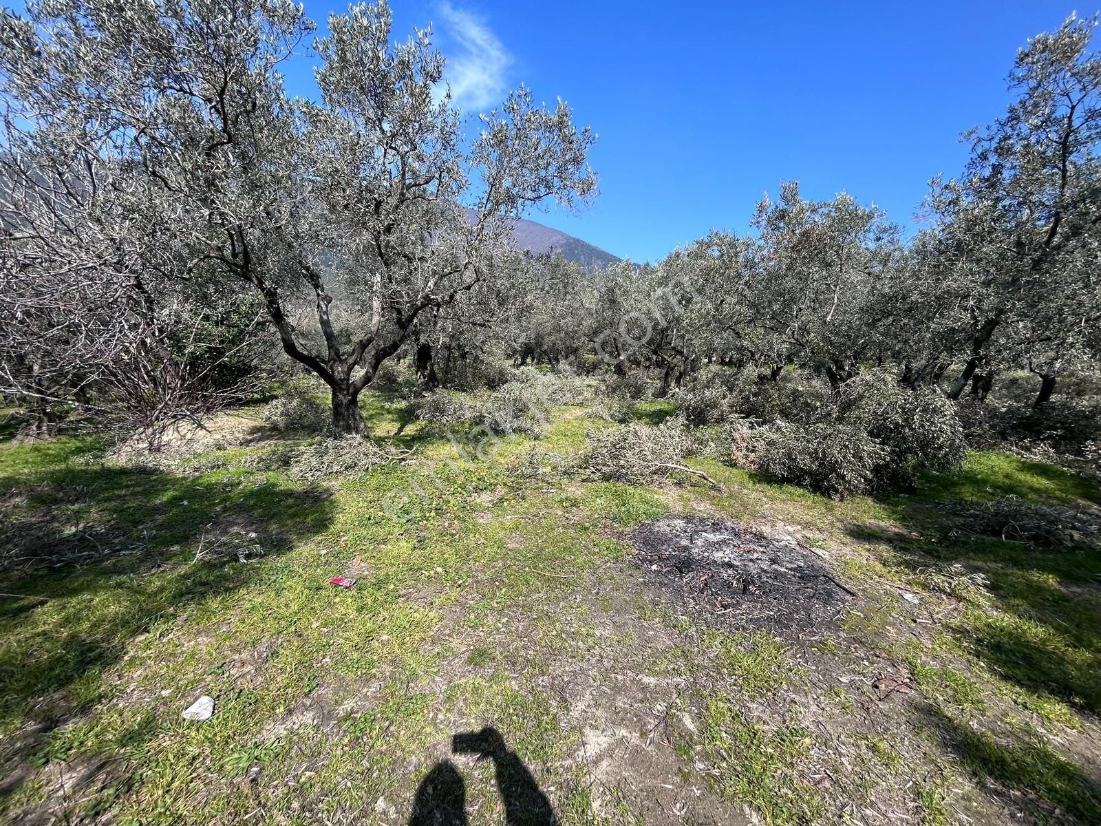 🟨⬛lıon Emlak'tan Erdek Ocaklar'da Yatırımlık Deniz Manzaralı 12.786m² Satılık Zeytinlik⬛🟨 - Görsel 16
