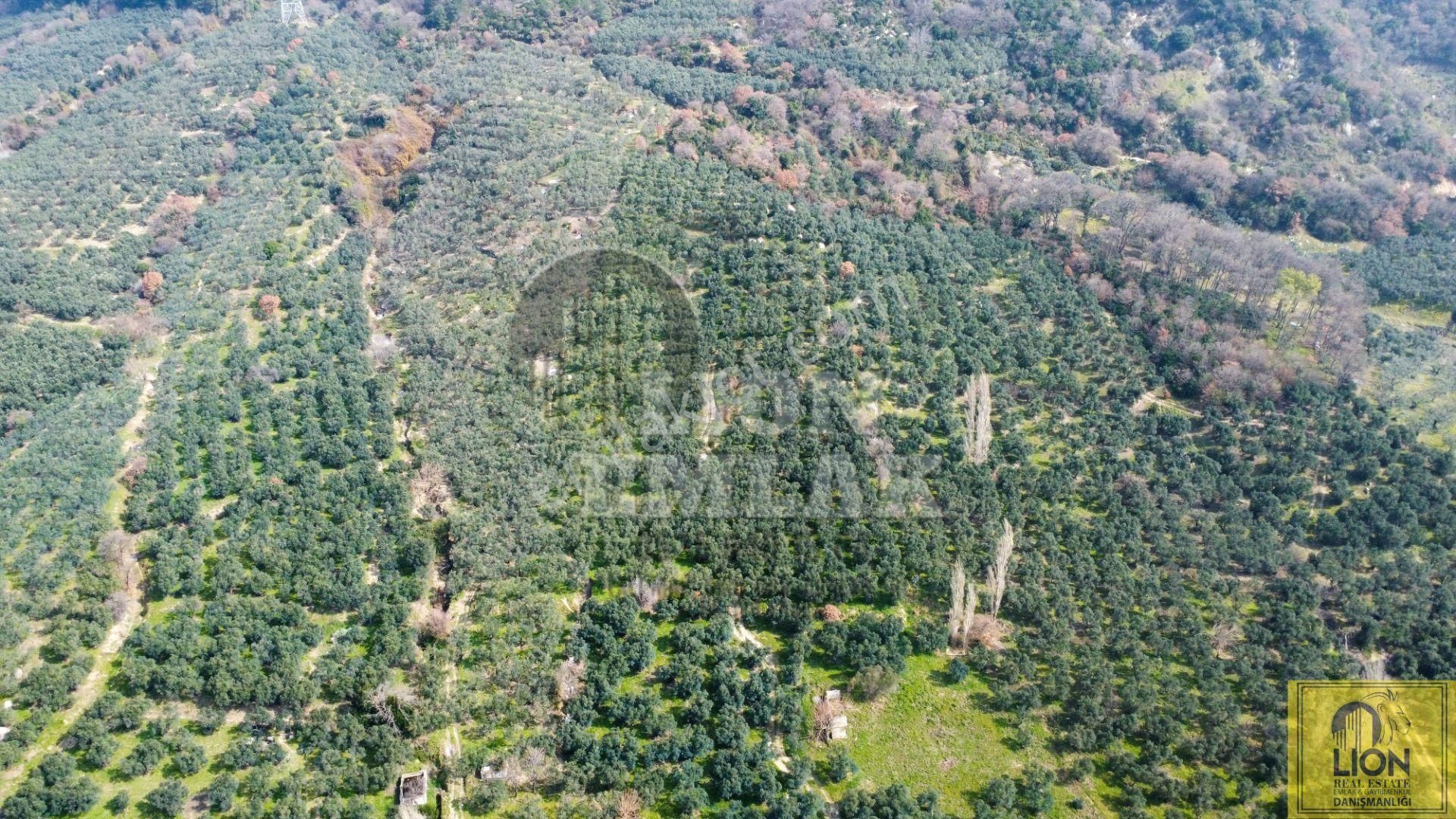 🟨⬛lıon Emlak'tan Erdek Ocaklar'da Yatırımlık Deniz Manzaralı 12.786m² Satılık Zeytinlik⬛🟨 - Görsel 20
