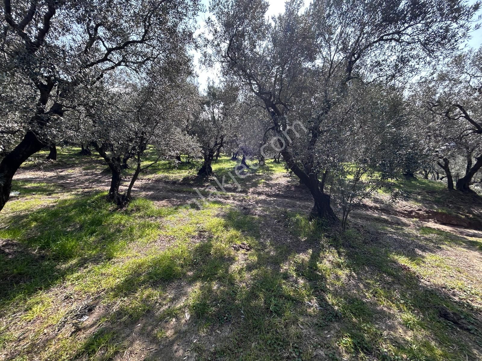 🟨⬛lıon Emlak'tan Erdek Ocaklar'da Yatırımlık Deniz Manzaralı 12.786m² Satılık Zeytinlik⬛🟨 - Görsel 11