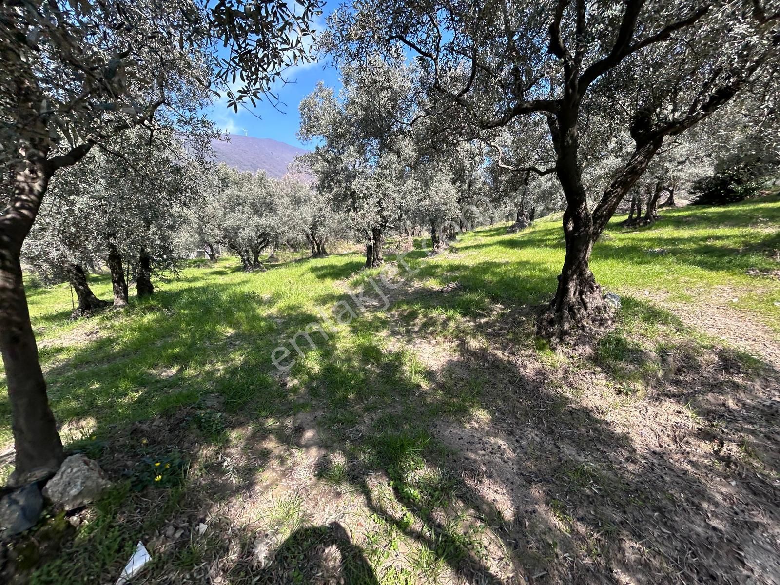 🟨⬛lıon Emlak'tan Erdek Ocaklar'da Yatırımlık Deniz Manzaralı 12.786m² Satılık Zeytinlik⬛🟨 - Görsel 14