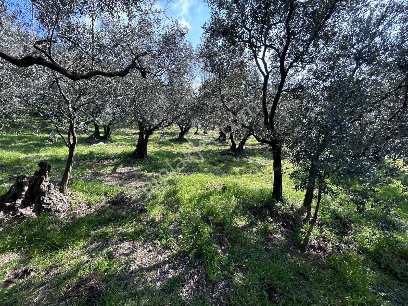 🟨⬛lıon Emlak'tan Erdek Ocaklar'da Yatırımlık Deniz Manzaralı 12.786m² Satılık Zeytinlik⬛🟨 - Görsel 7