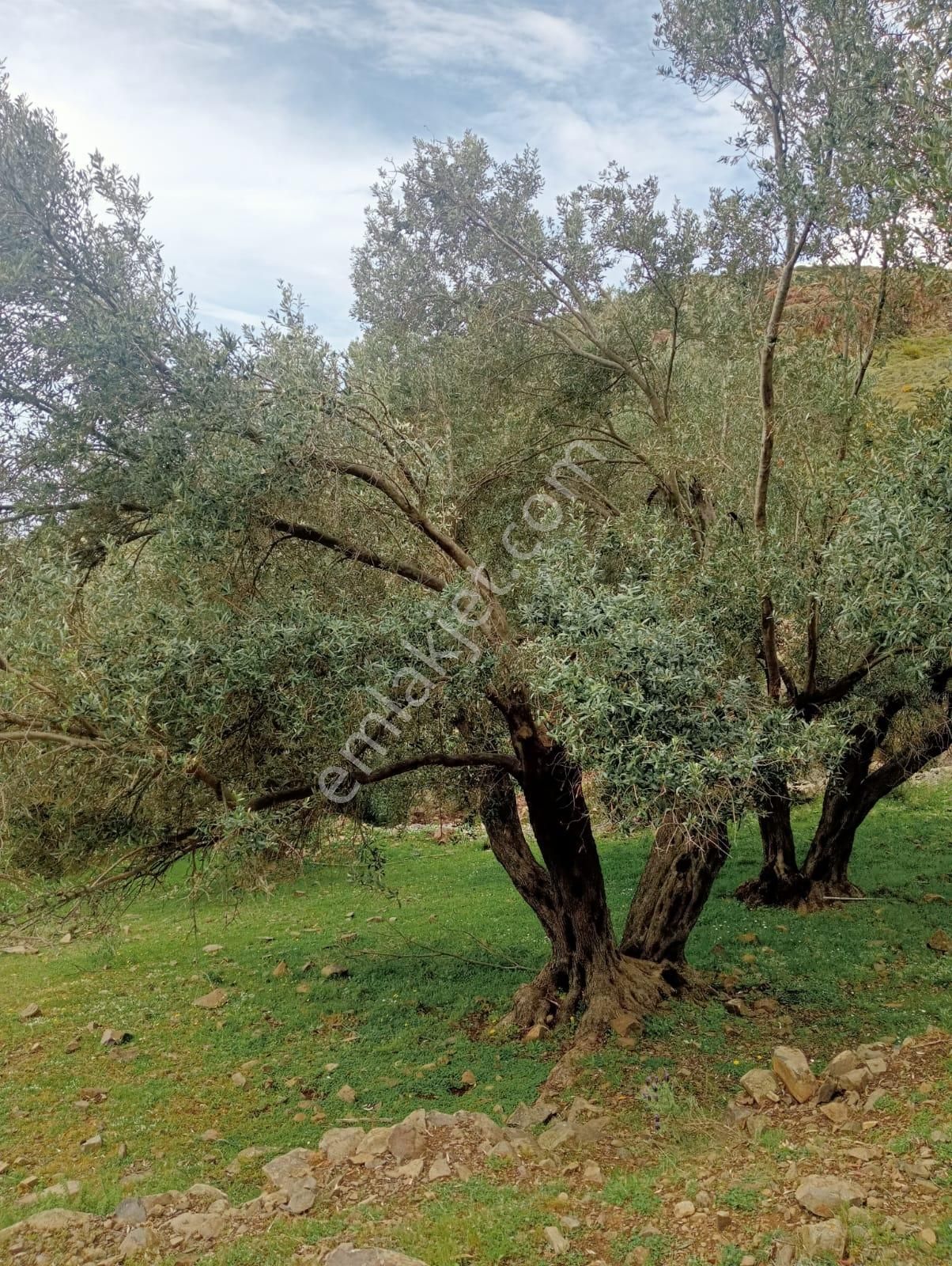 Karaburun Küçükbahçe'de Deniz Manzaralı Zeytin Ağaçlı Tarla - Görsel 14