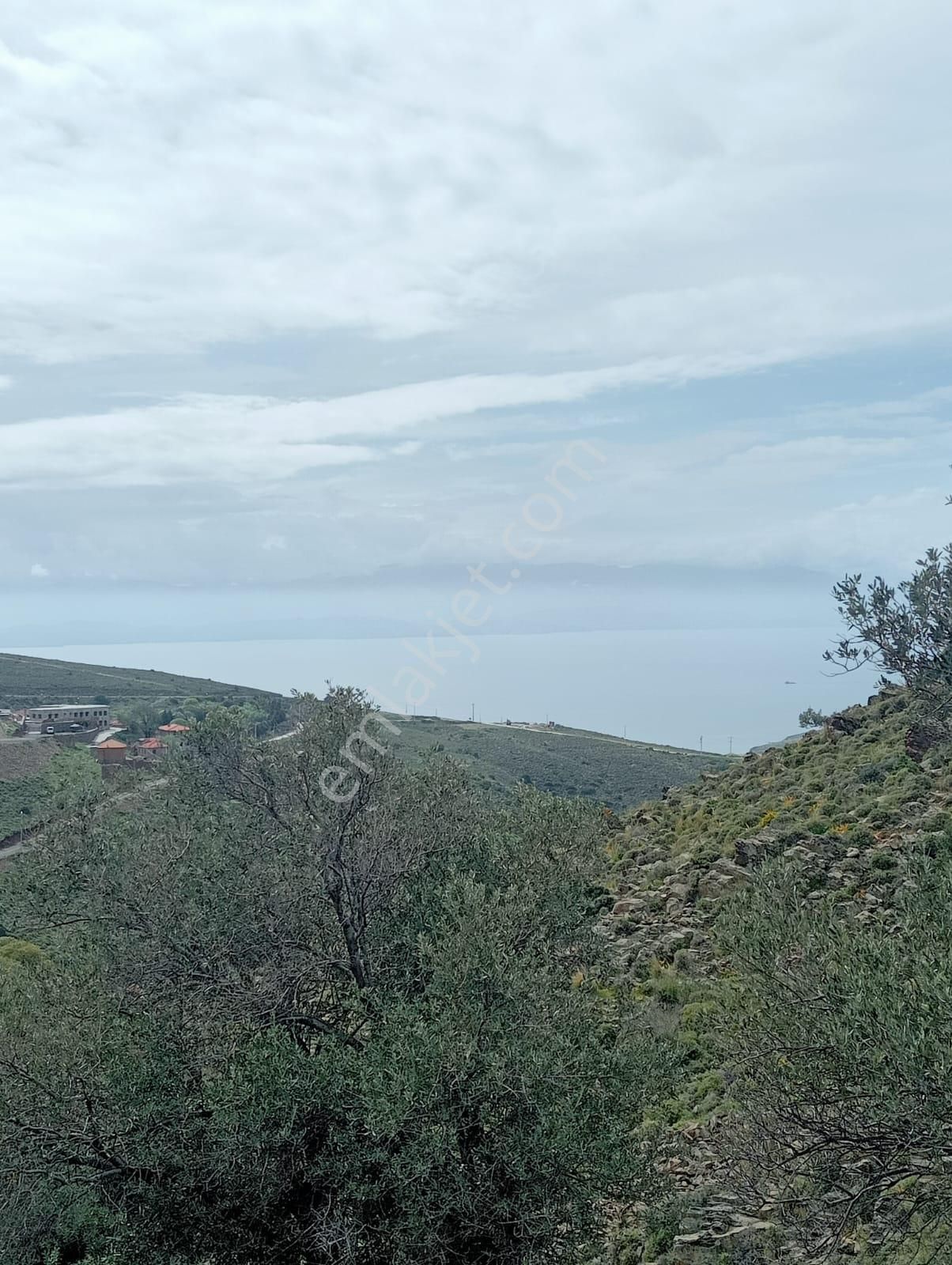 Karaburun Küçükbahçe'de Deniz Manzaralı Zeytin Ağaçlı Tarla - Görsel 8