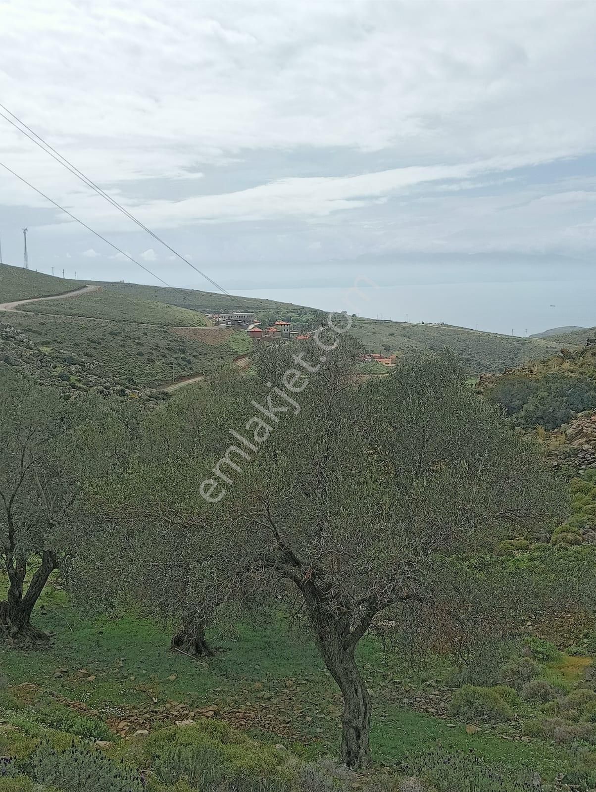 Karaburun Küçükbahçe'de Deniz Manzaralı Zeytin Ağaçlı Tarla - Görsel 10