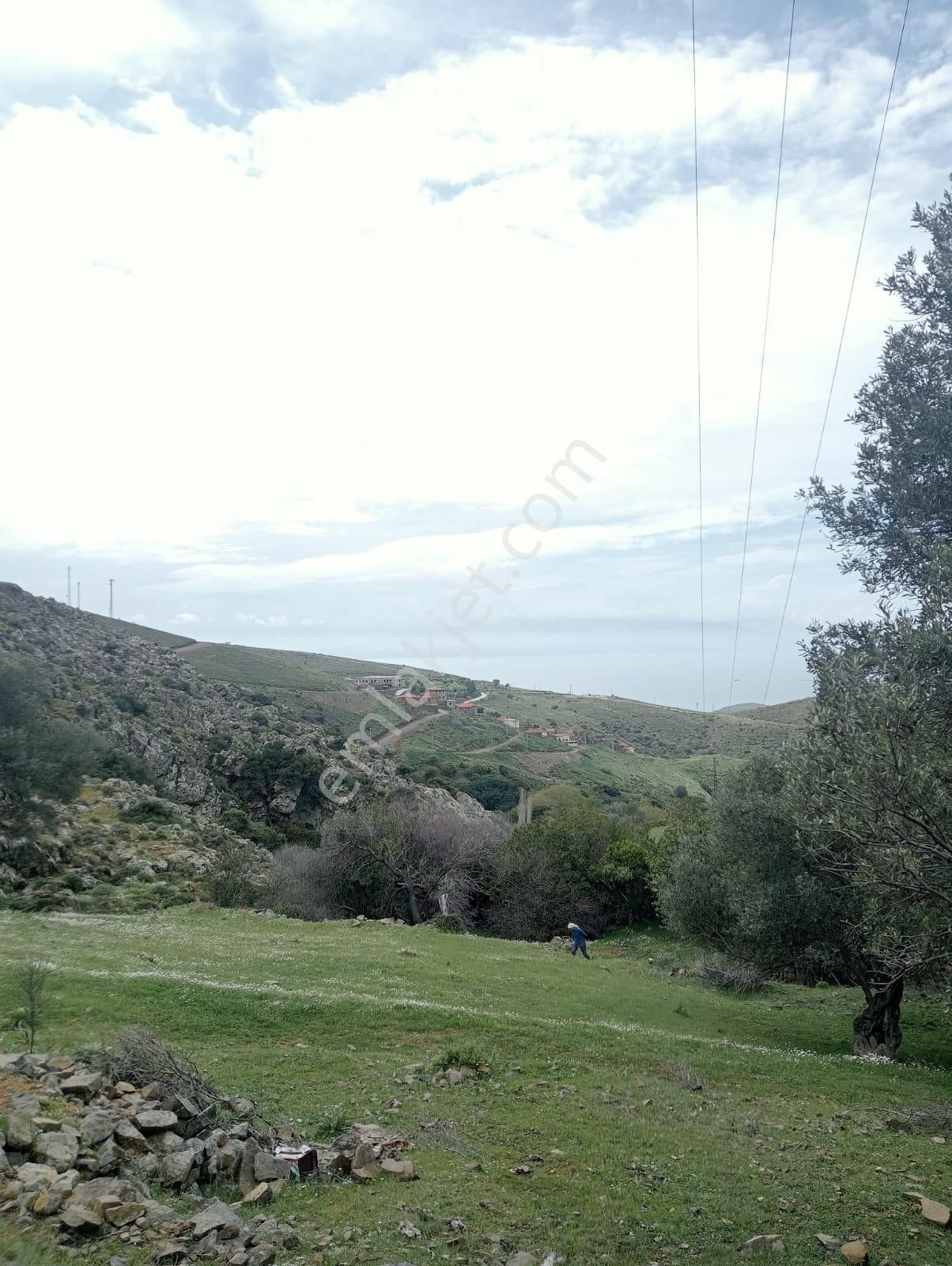 Karaburun Küçükbahçe'de Deniz Manzaralı Zeytin Ağaçlı Tarla - Görsel 19