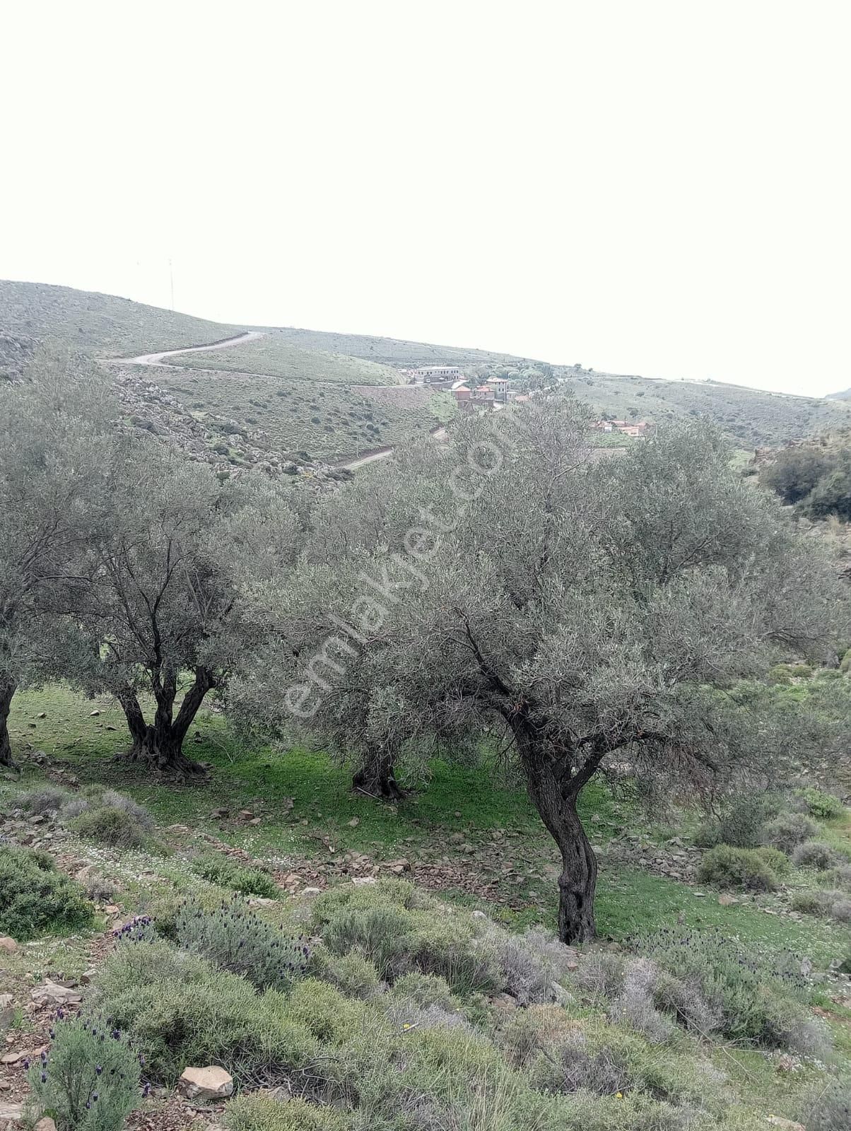 Karaburun Küçükbahçe'de Deniz Manzaralı Zeytin Ağaçlı Tarla - Görsel 11