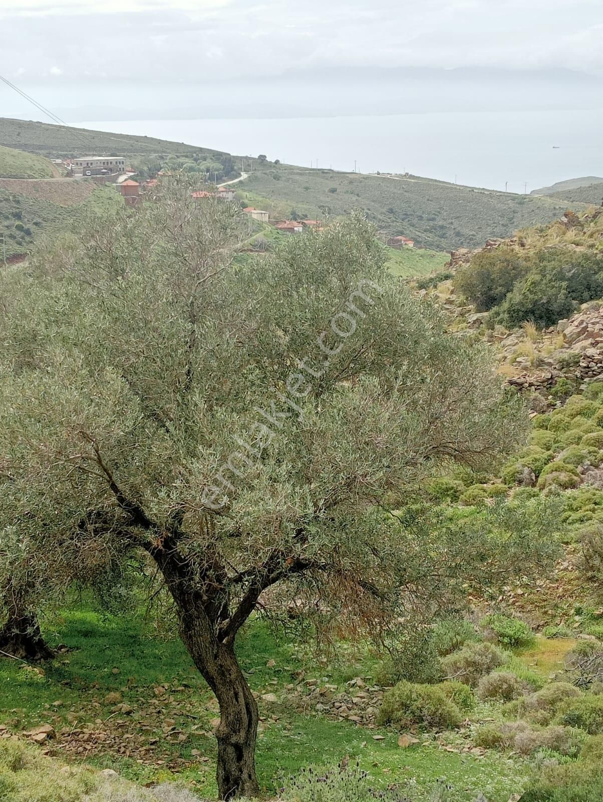 Karaburun Küçükbahçe'de Deniz Manzaralı Zeytin Ağaçlı Tarla - Görsel 7