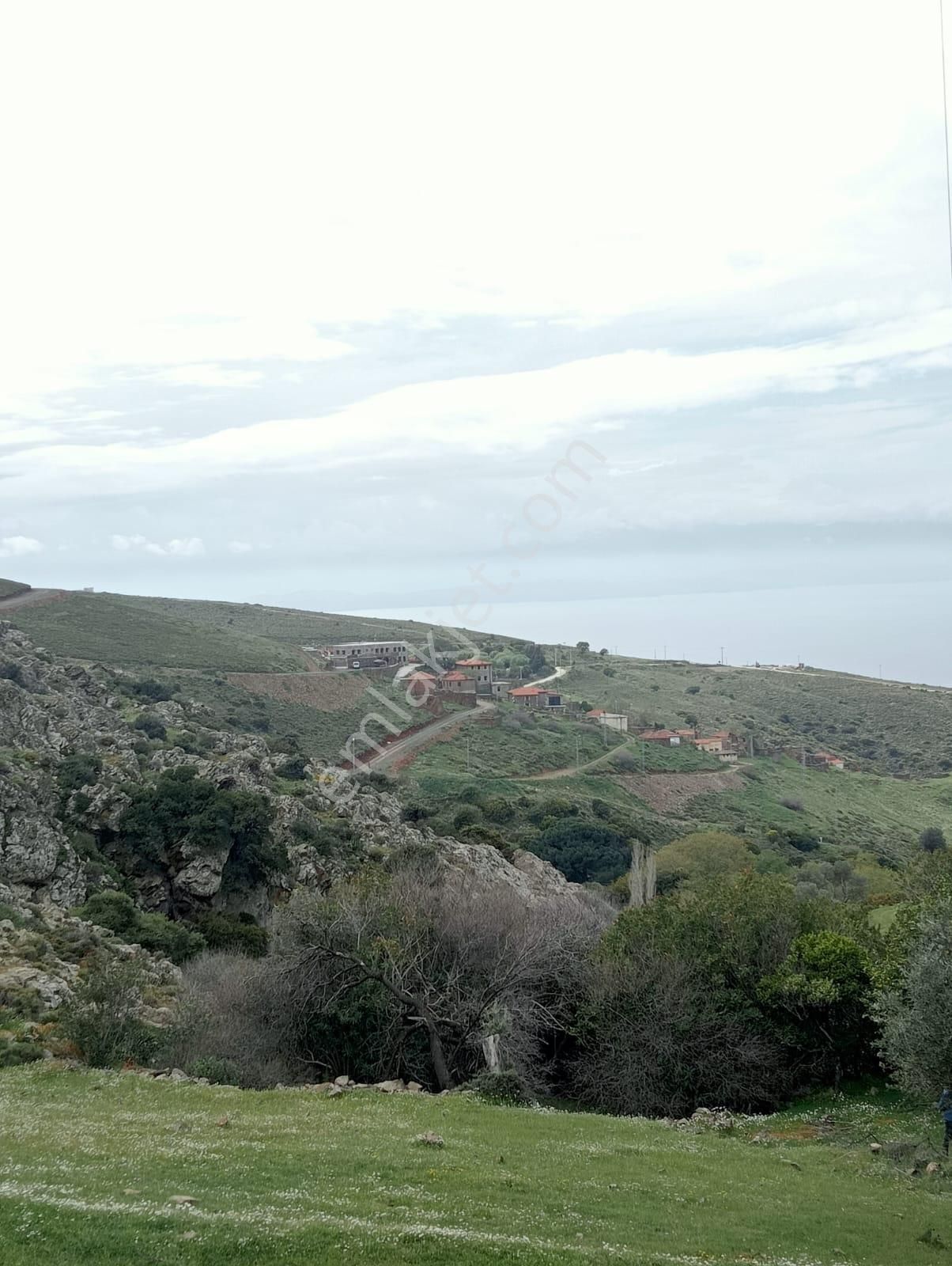 Karaburun Küçükbahçe'de Deniz Manzaralı Zeytin Ağaçlı Tarla - Görsel 17
