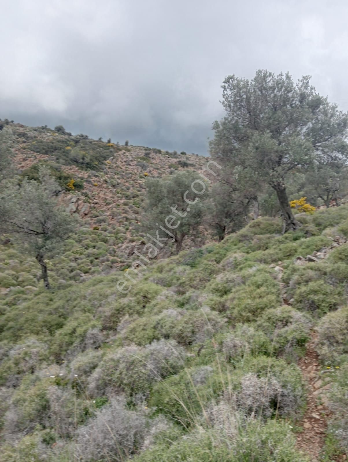 Karaburun Küçükbahçe'de Deniz Manzaralı Zeytin Ağaçlı Tarla - Görsel 12