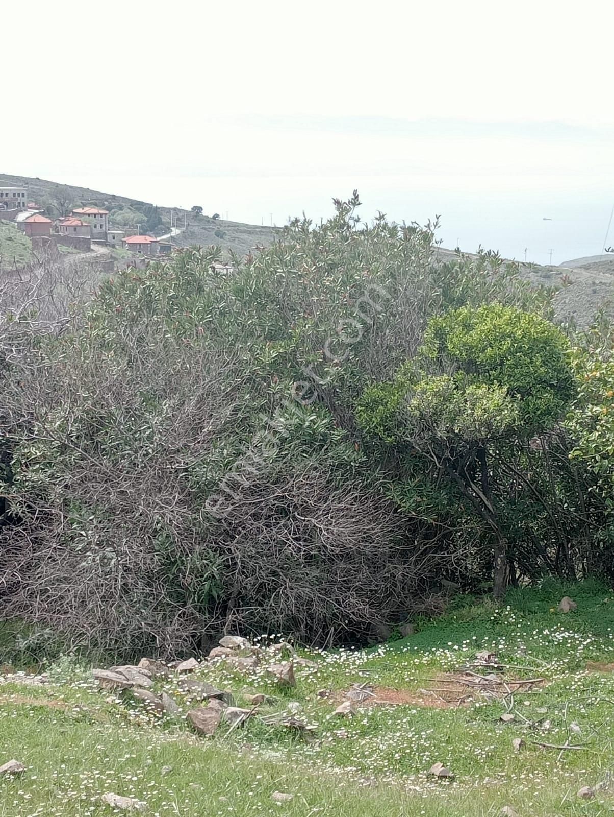 Karaburun Küçükbahçe'de Deniz Manzaralı Zeytin Ağaçlı Tarla - Görsel 5