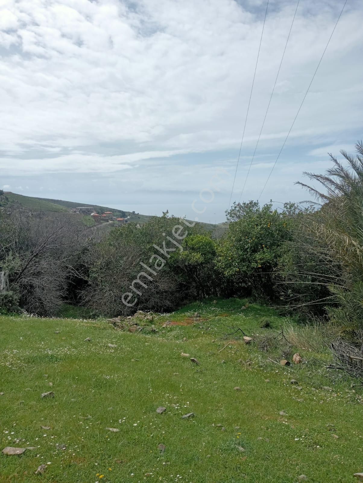 Karaburun Küçükbahçe'de Deniz Manzaralı Zeytin Ağaçlı Tarla - Görsel 6