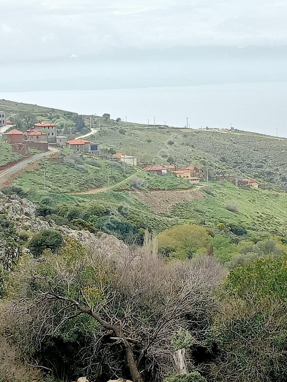 Karaburun Küçükbahçe'de Deniz Manzaralı Zeytin Ağaçlı Tarla - Görsel 16