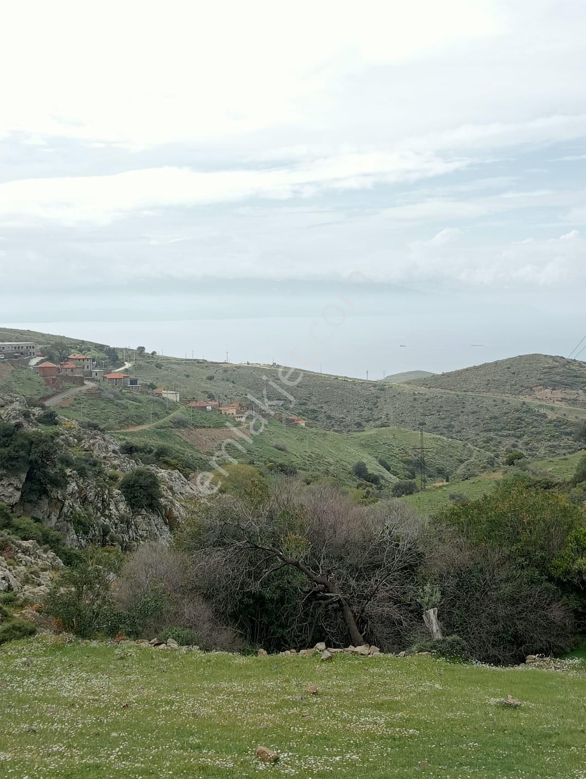 Karaburun Küçükbahçe'de Deniz Manzaralı Zeytin Ağaçlı Tarla - Görsel 15