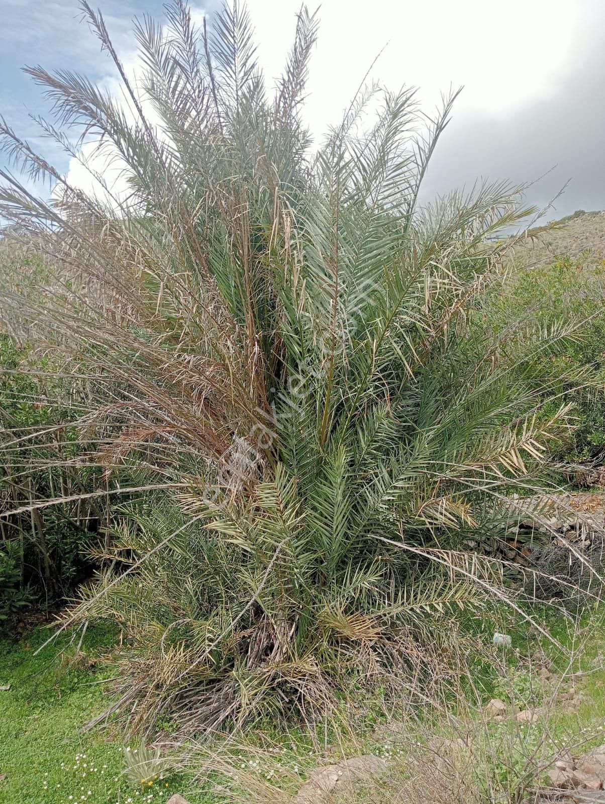 Karaburun Küçükbahçe'de Deniz Manzaralı Zeytin Ağaçlı Tarla - Görsel 2