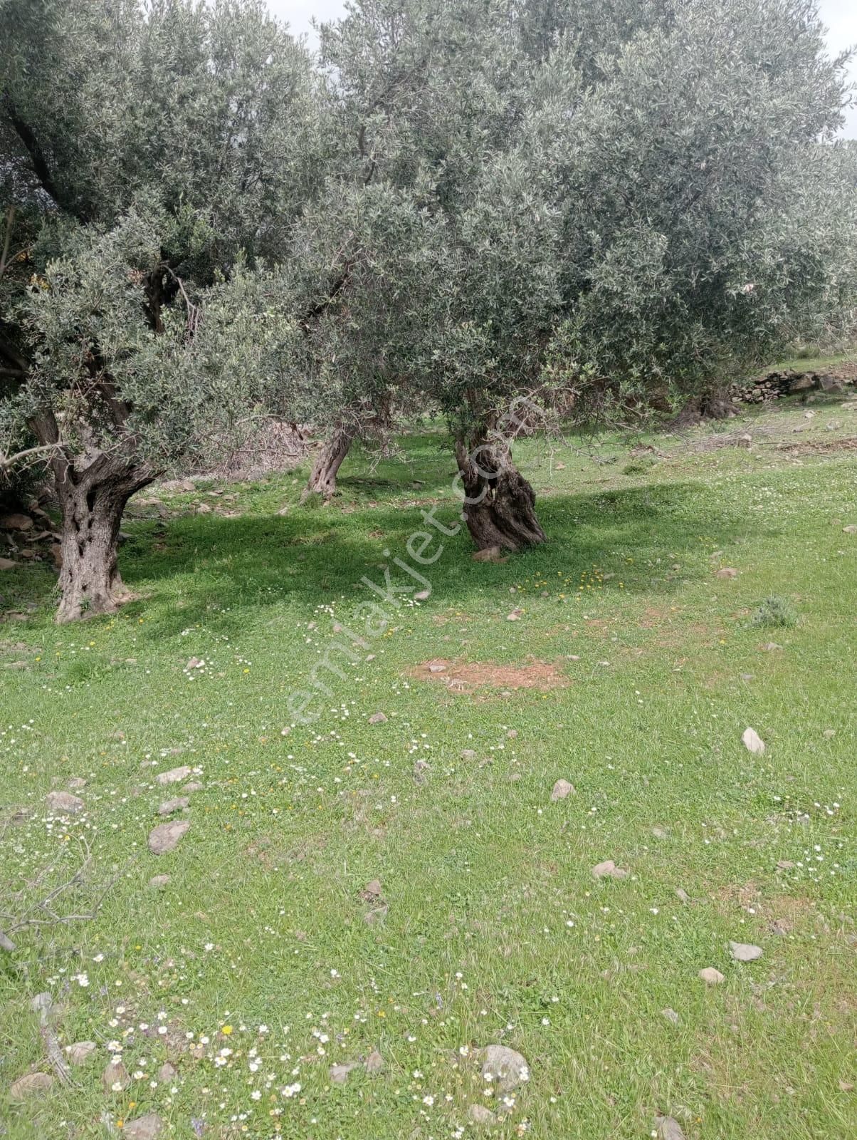 Karaburun Küçükbahçe'de Deniz Manzaralı Zeytin Ağaçlı Tarla - Görsel 23